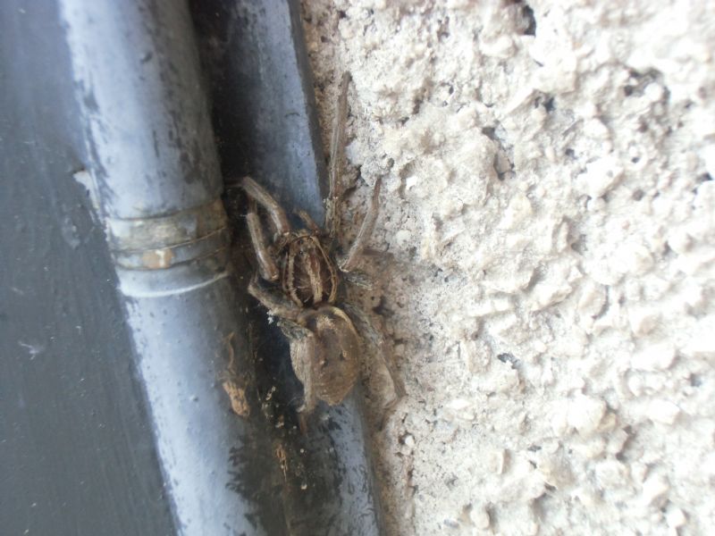 Araneus diadematus, Hogna radiata e Araneus sp. (VC)